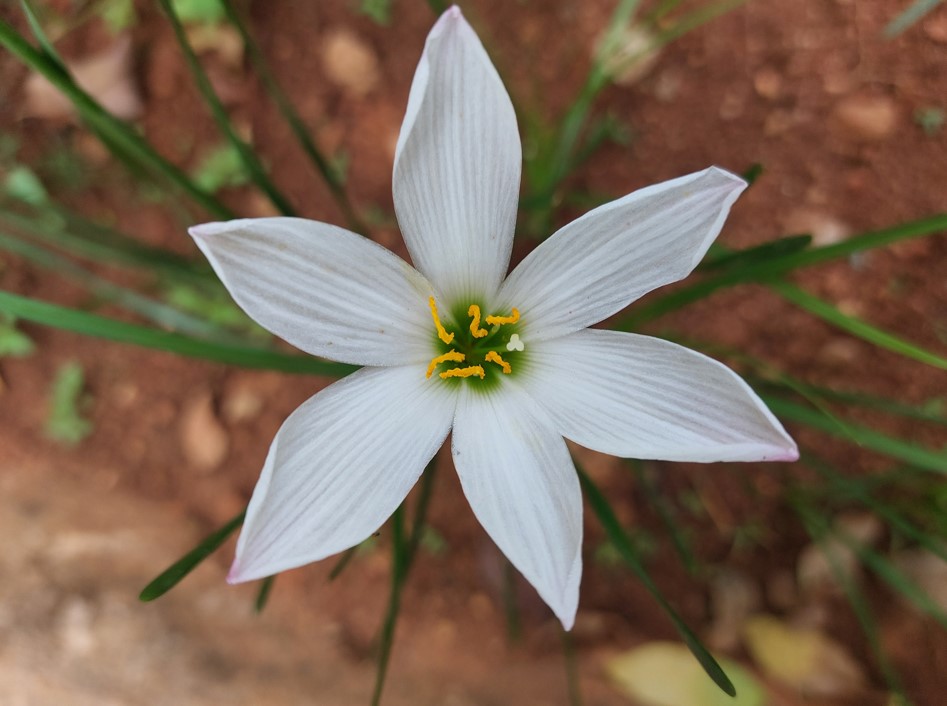 Samsung Galaxy A52s 5G camera sample. Credit: DH Photo/KVN Rohit