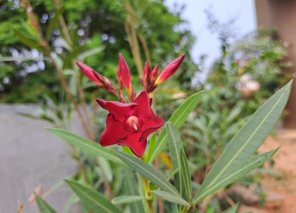 Samsung Galaxy A53's camera sample. Credit: DH Photo/KVN Rohit