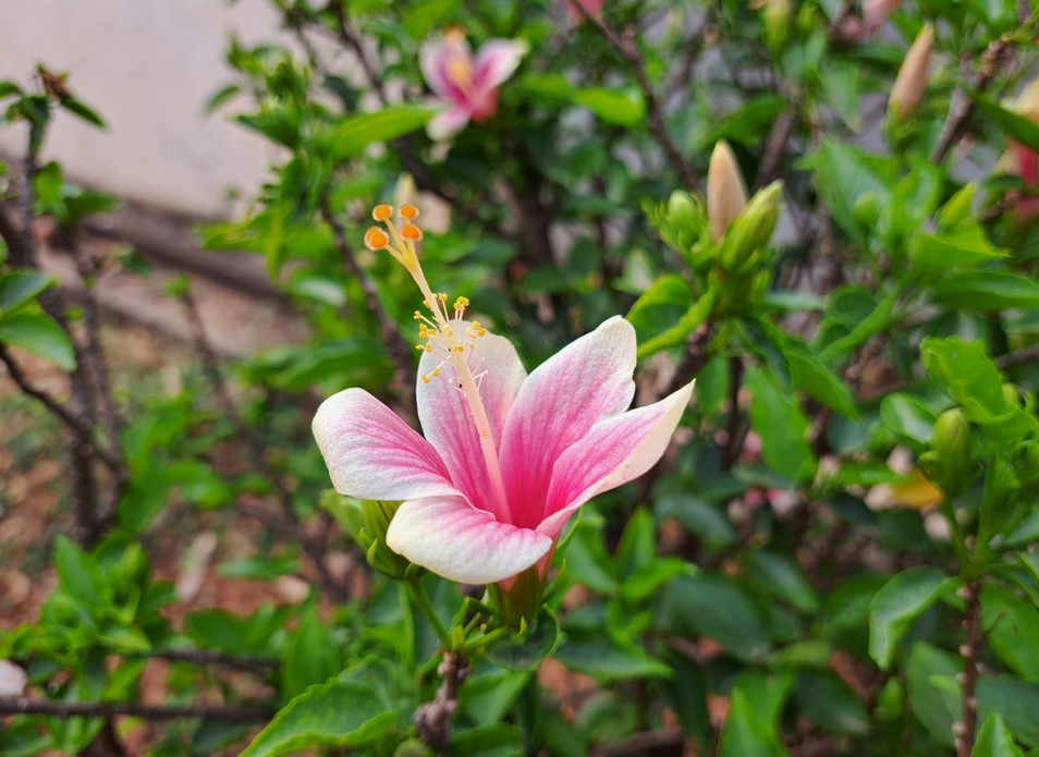 Samsung Galaxy A53's camera sample. Credit: DH Photo/KVN Rohit