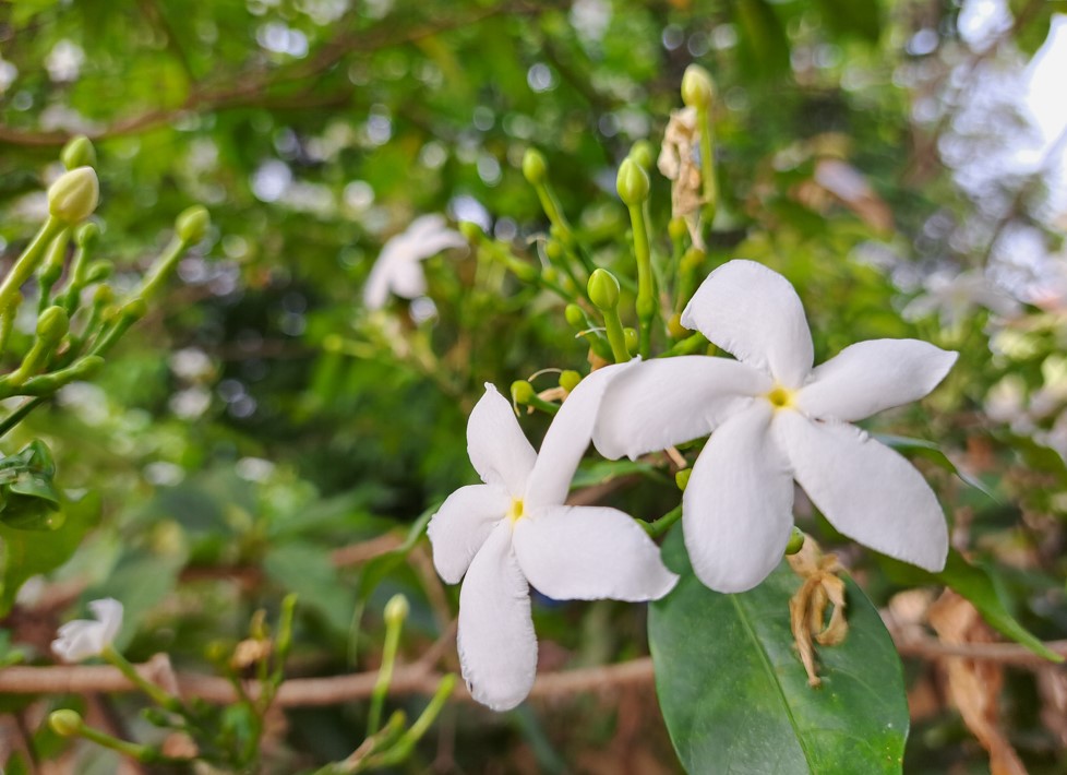 Samsung Galaxy A53's camera sample. Credit: DH Photo/KVN Rohit