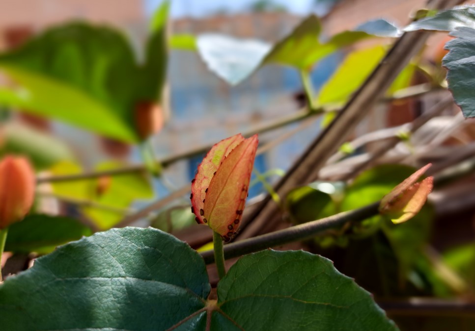 Samsung Galaxy A53 5G's camera sample. Credit: DH Photo/KVN Rohit