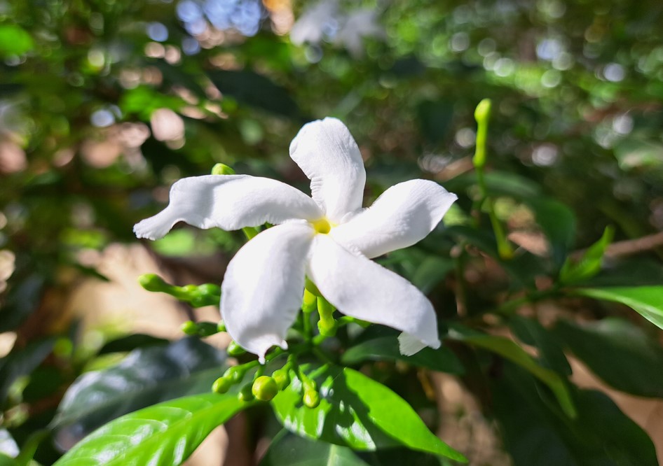 Samsung Galaxy A53 5G's camera sample. Credit: DH Photo/KVN Rohit