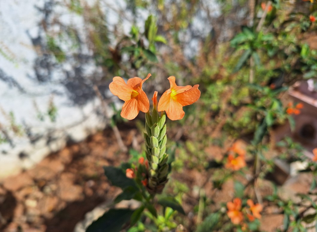 Samsung Galaxy A54 5G's camera sample. Credit: DH Photo/KVN Rohit