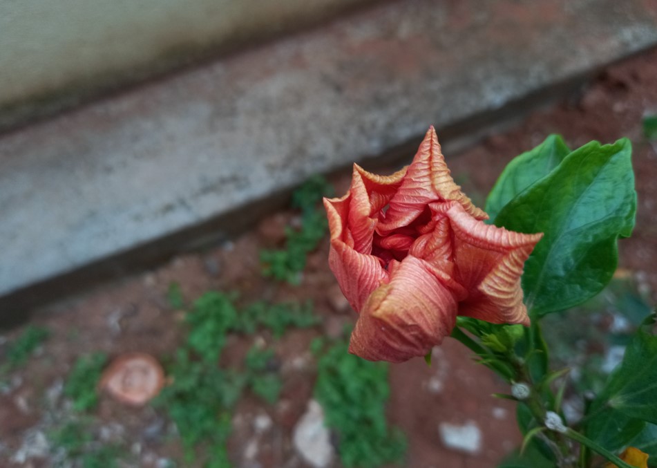 Samsung Galaxy F22 camera sample. Credit: DH Photo/KVN Rohit