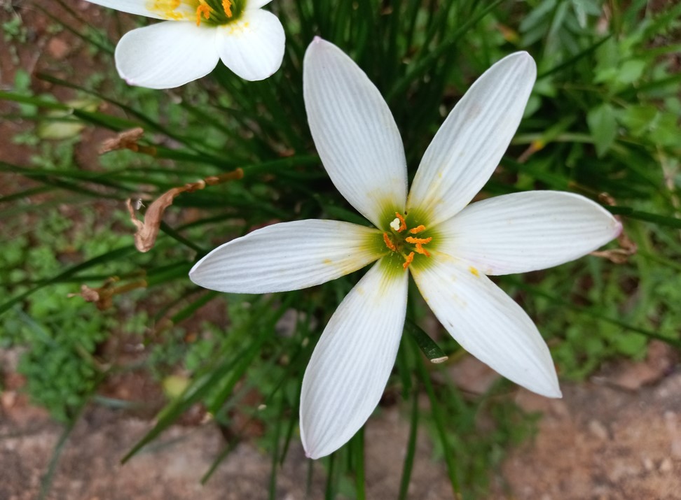 Samsung Galaxy F22 camera sample. Credit: DH Photo/KVN Rohit