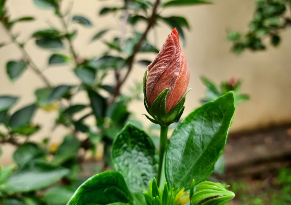 Samsung Galaxy F41 camera sample. Credit: DH Photo/KVN Rohit