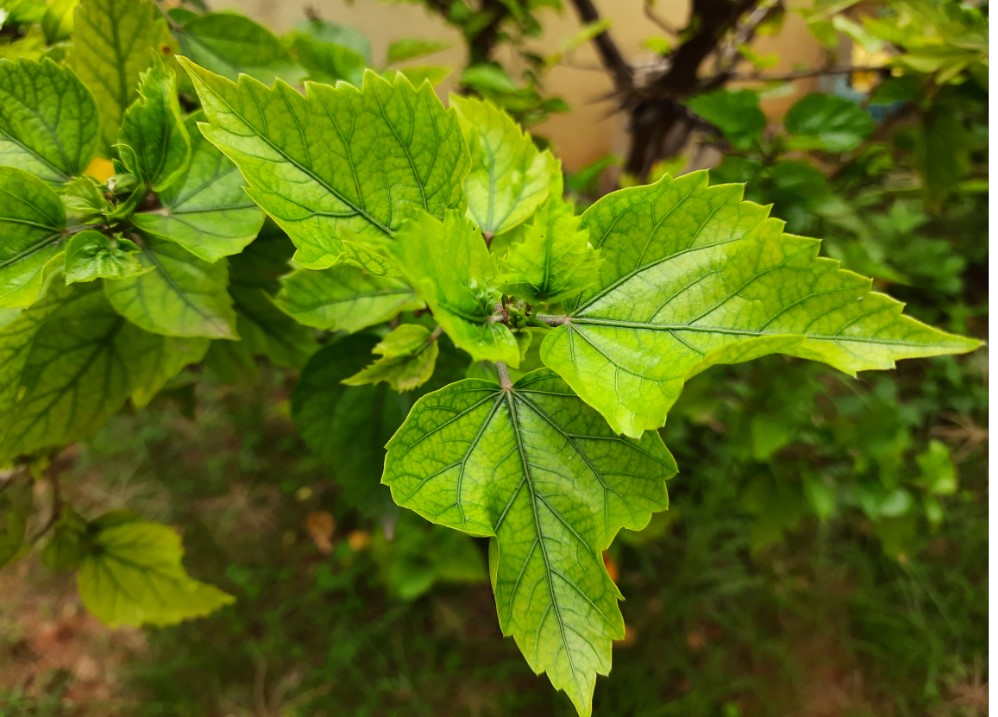 Samsung Galaxy F41 camera sample. Credit: DH Photo/KVN Rohit