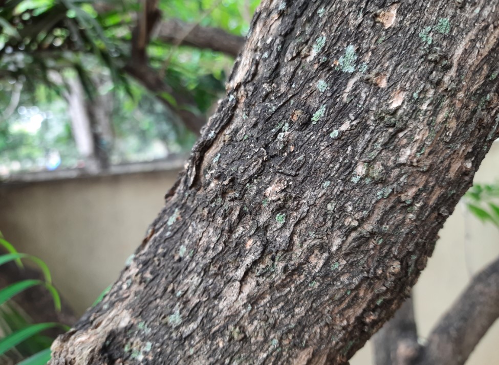 Samsung Galaxy F41 camera sample. Credit: DH Photo/KVN Rohit