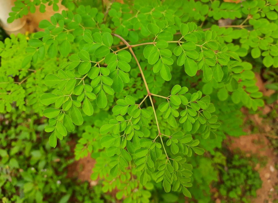 Samsung Galaxy F41 camera sample. Credit: DH Photo/KVN Rohit