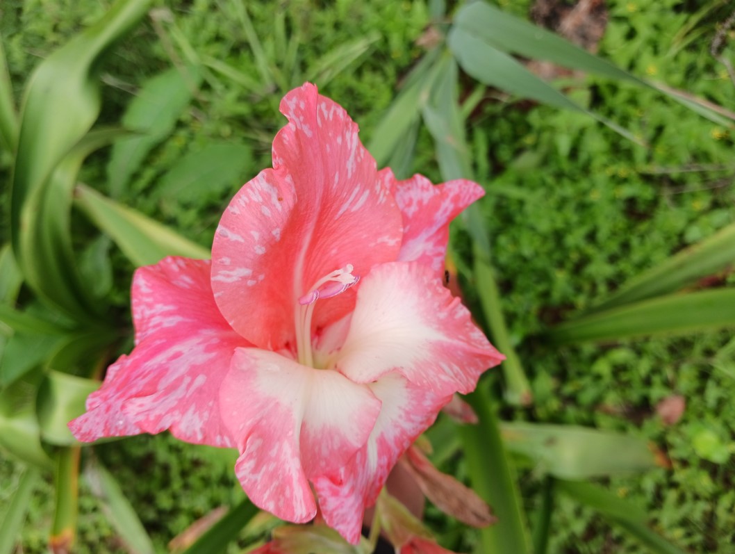 Samsung Galaxy M13 5G's camera sample. Credit: DH Photo/KVN Rohit