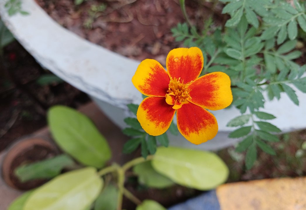 Samsung Galaxy M13 5G's camera sample. Credit: DH Photo/KVN Rohit