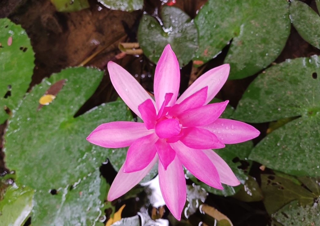 Samsung Galaxy M13 5G's camera sample. Credit: DH Photo/KVN Rohit