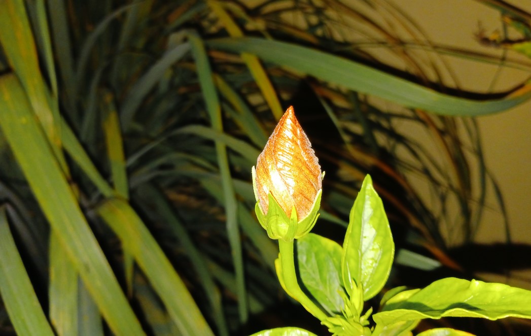 Samsung Galaxy M13 5G's camera sample was captured in the night with just LED flash on. Credit: DH Photo/KVN Rohit