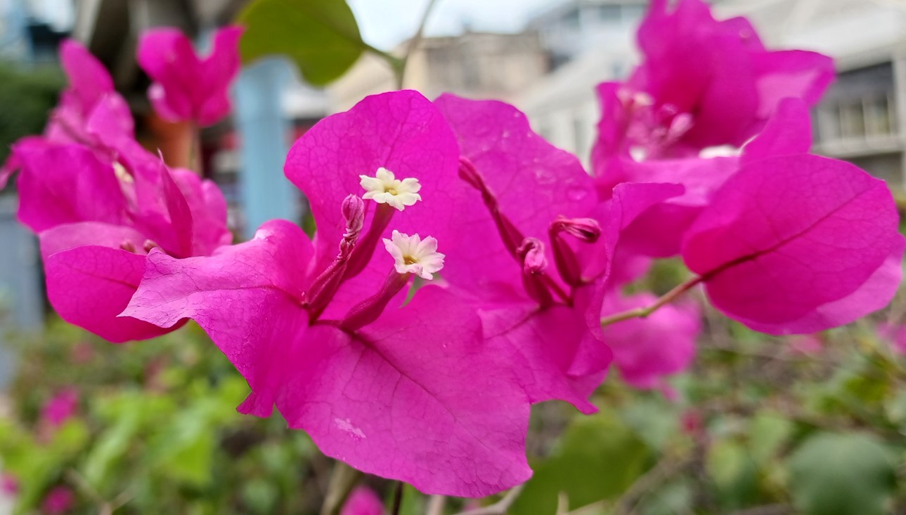 Samsung Galaxy M13 5G's camera sample. Credit: DH Photo/KVN Rohit