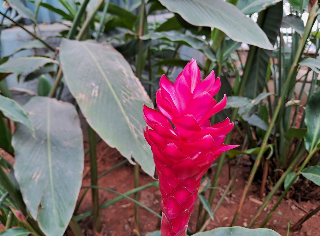 Samsung Galaxy M14 5G's camera sample. Credit: DH Photo/KVN Rohit