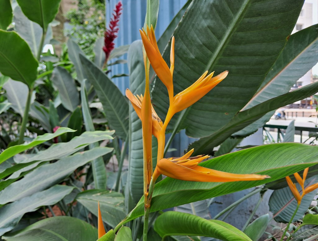 Samsung Galaxy M14 5G's camera sample. Credit: DH Photo/KVN Rohit