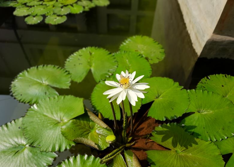 Samsung Galaxy M31 camera sample. DH Photo/KVN Rohit