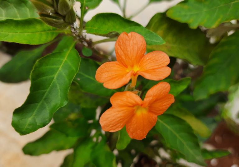 Samsung Galaxy M31 camera sample. DH Photo/KVN Rohit