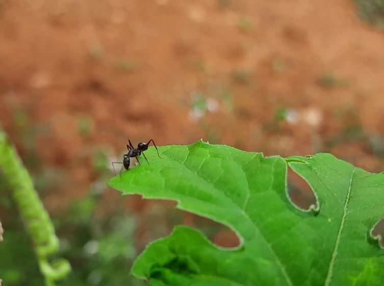 Samsung Galaxy M31 camera sample with digital zoom. DH Photo/KVN Rohit