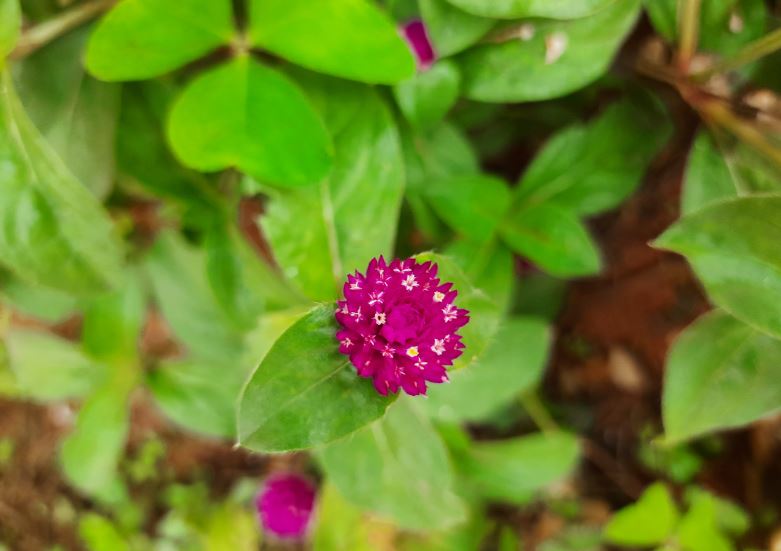Samsung Galaxy M31 camera sample. DH Photo/KVN Rohit