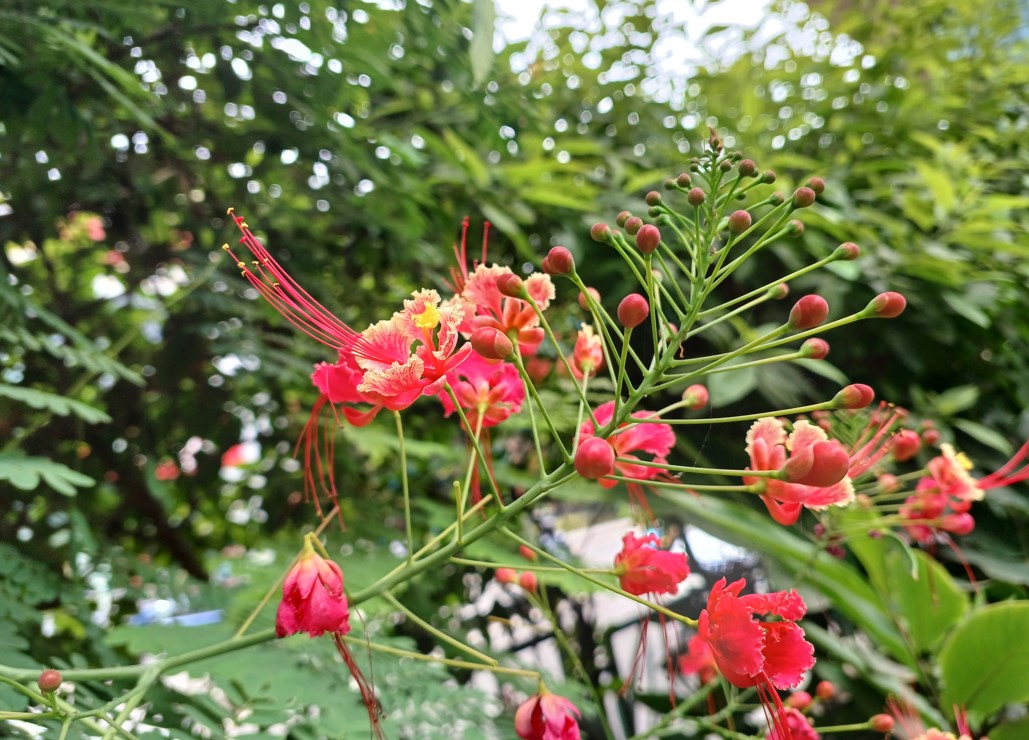 Samsung Galaxy M53 5G's camera sample. Credit: DH Photo/KVN Rohit