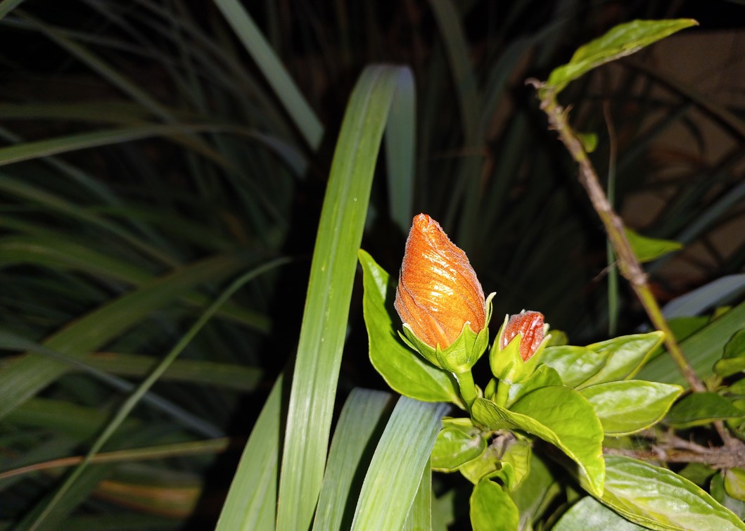 Samsung Galaxy M53 5G's camera sample with just LED flash on. Credit: DH Photo/KVN Rohit
