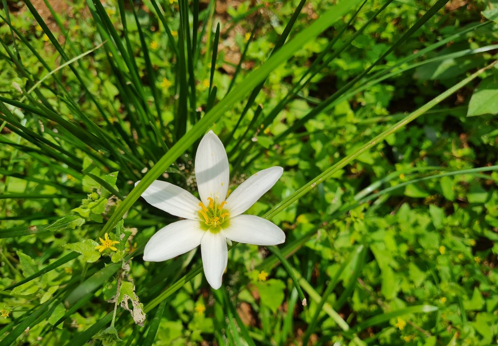 Samsung Galaxy S20 FE camera samples. Credit: DH Photo/KVN Rohit