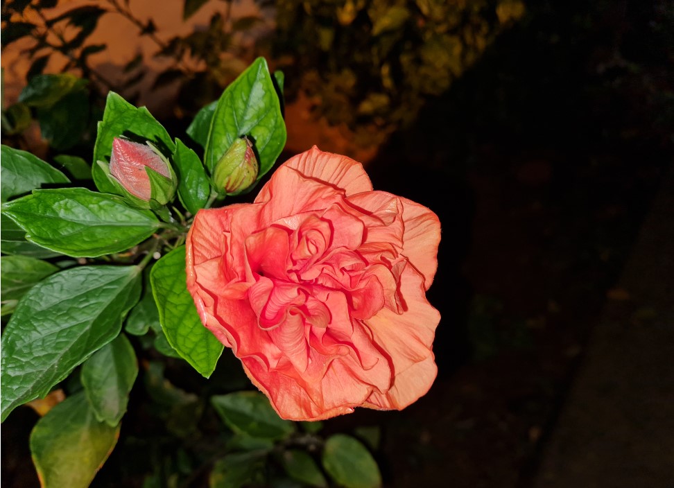 Samsung Galaxy S20 FE camera sample with just LED flash on. Credit: DH Photo/KVN Rohit