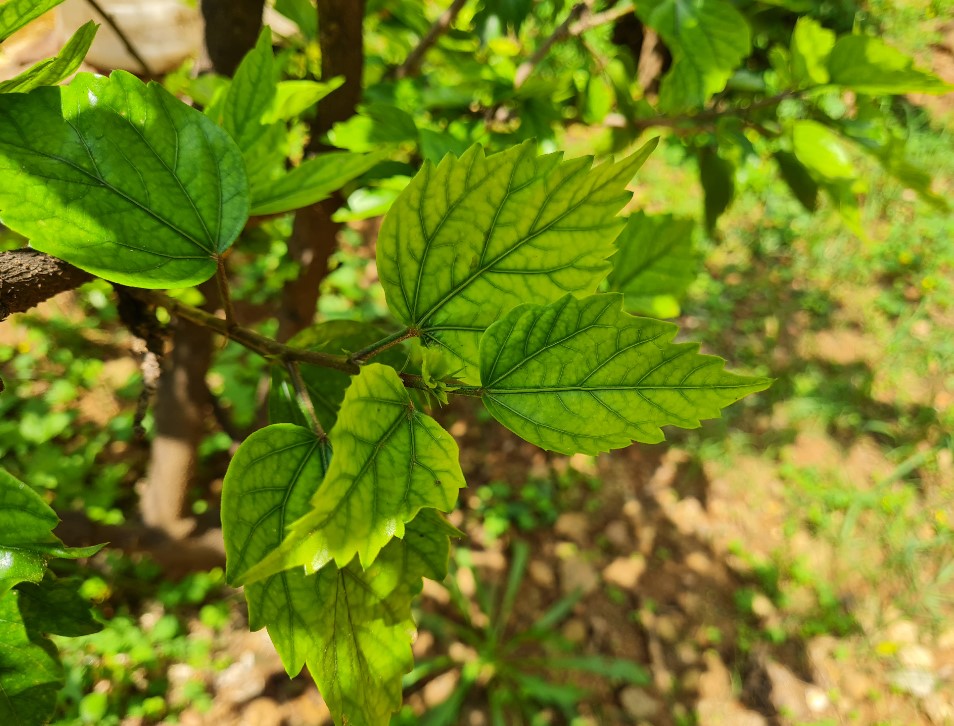 Samsung Galaxy S20 FE camera samples. Credit: DH Photo/KVN Rohit