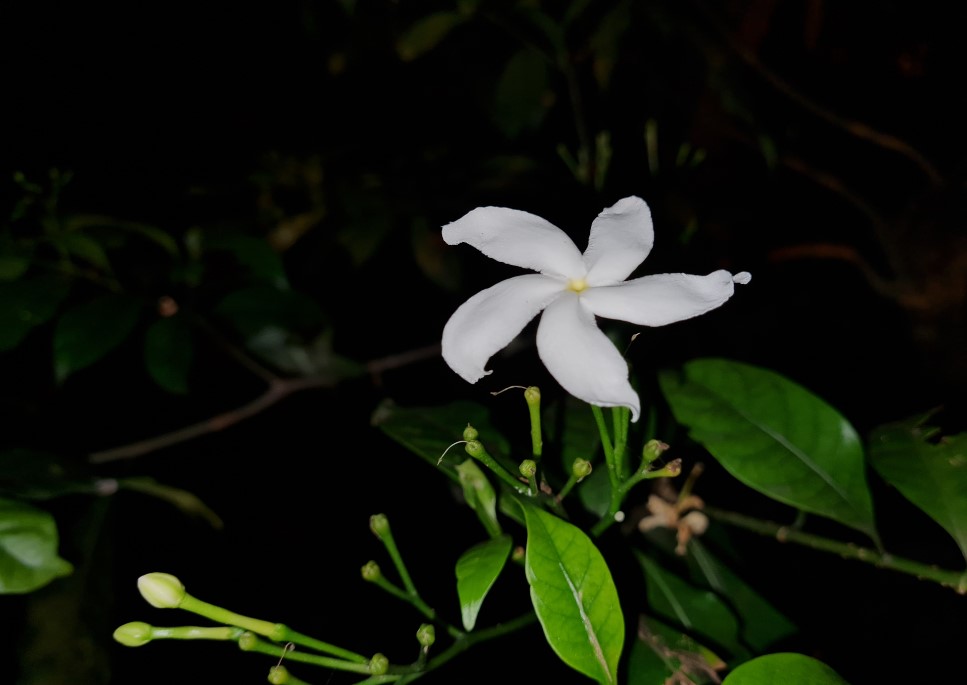Samsung Galaxy S20 FE camera sample with LED flash on. Credit: DH Photo/KVN Rohit