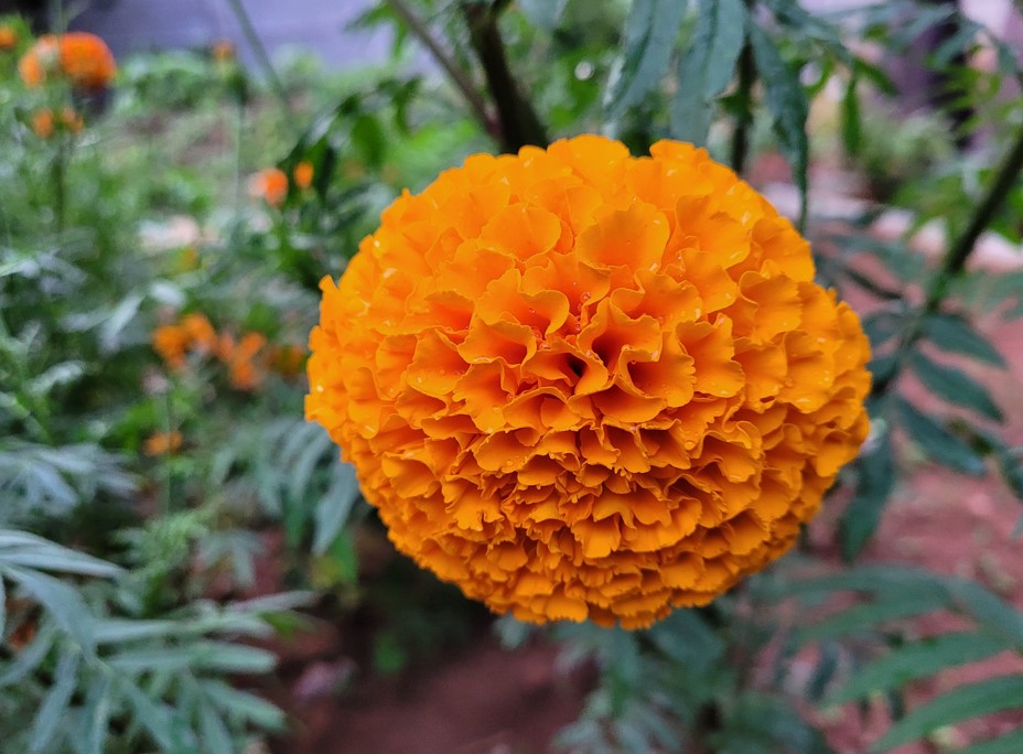 Samsung Galaxy S20 FE 5G camera sample. Credit: DH Photo/KVN Rohit