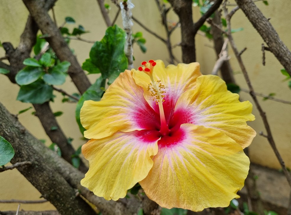 Samsung Galaxy S21 FE's camera sample. Credit: DH Photo/KVN Rohit
