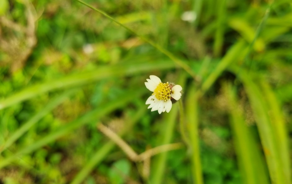 Samsung Galaxy S21 FE's camera sample. Credit: DH Photo/KVN Rohit