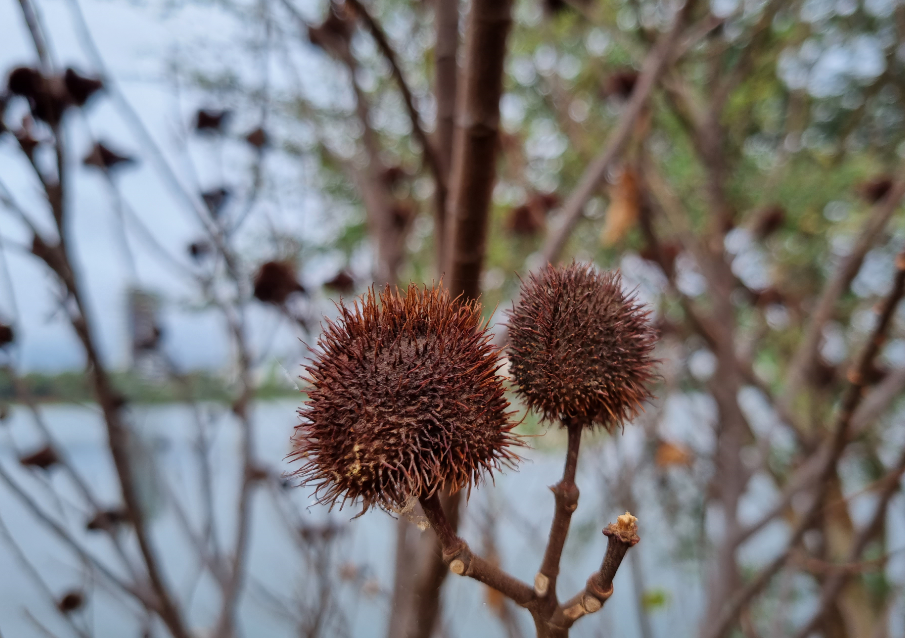 Samsung Galaxy S21 Plus camera sample. Credit: DH Photo/KVN Rohit