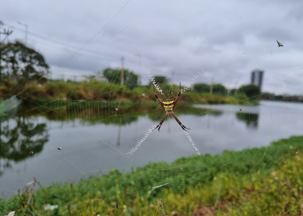 Samsung Galaxy S21 Plus camera sample. Credit: DH Photo/KVN Rohit