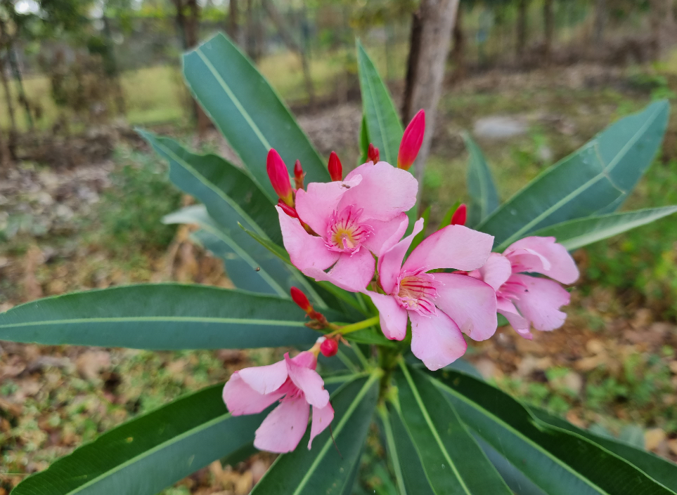 Samsung Galaxy S21 Plus camera sample. Credit: DH Photo/KVN Rohit