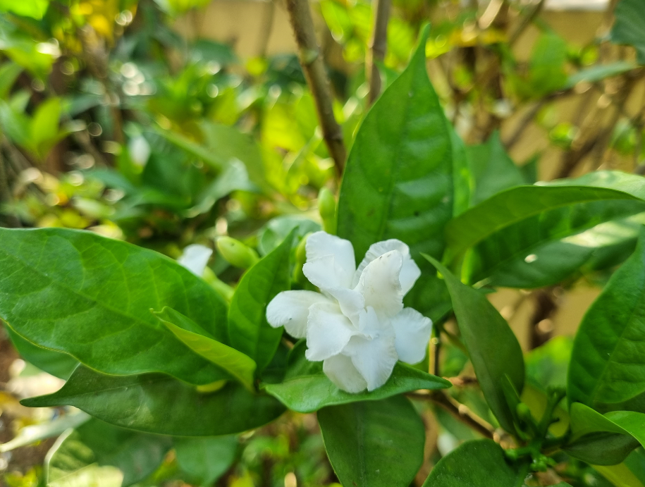 Samsung Galaxy S21 Plus camera sample. Credit: DH Photo/KVN Rohit