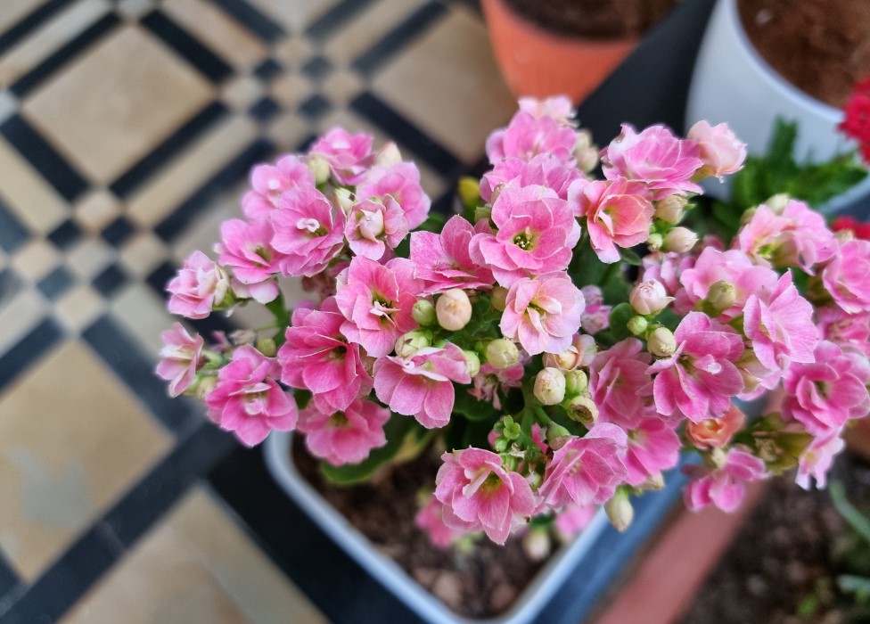 Samsung Galaxy S21 Ultra 5G camera sample. Credit: DH Photo/KVN Rohit