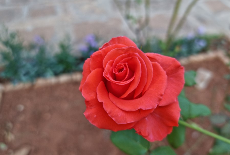 Samsung Galaxy S21 Ultra 5G camera sample. Credit: DH Photo/KVN Rohit