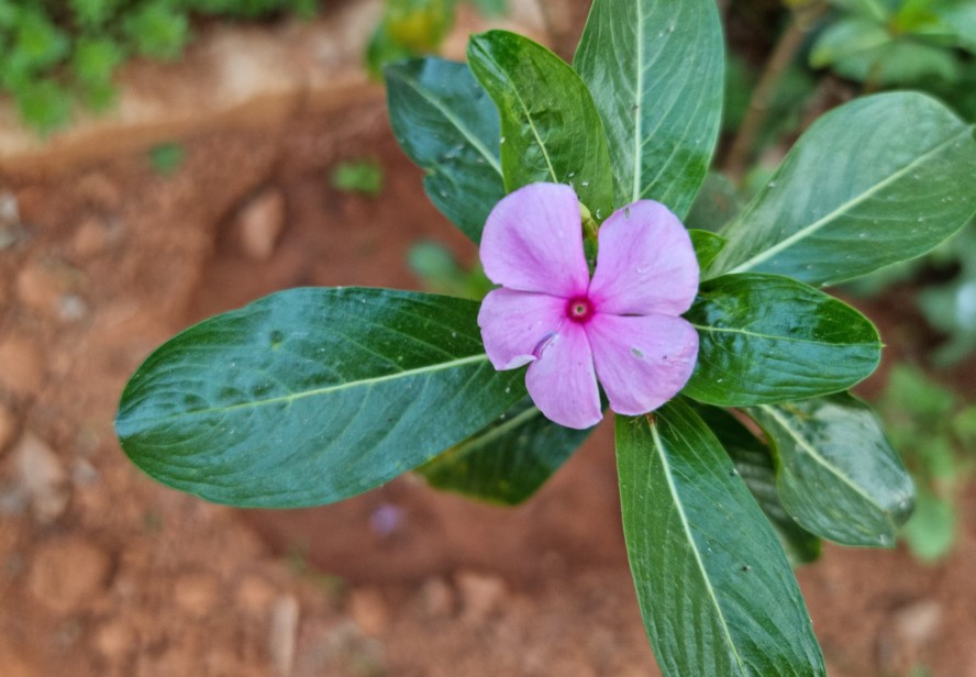 Samsung Galaxy S21 Ultra 5G camera sample. Credit: DH Photo/KVN Rohit