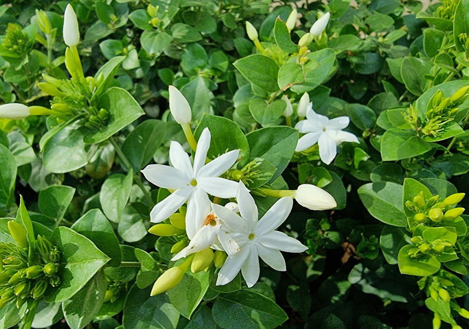Samsung Galaxy S21 Ultra 5G camera sample. Credit: DH Photo/KVN Rohit