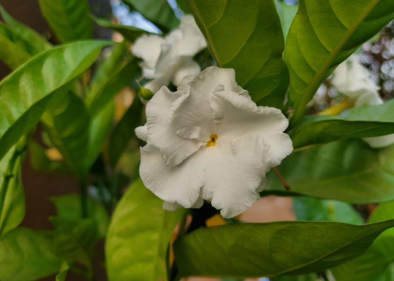 Samsung Galaxy Z Flip camera sample (DH Photo/Rohit KVN)