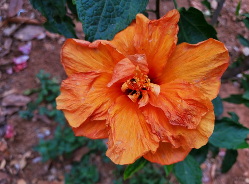 Samsung Galaxy Z Flip camera sample (DH Photo/Rohit KVN)