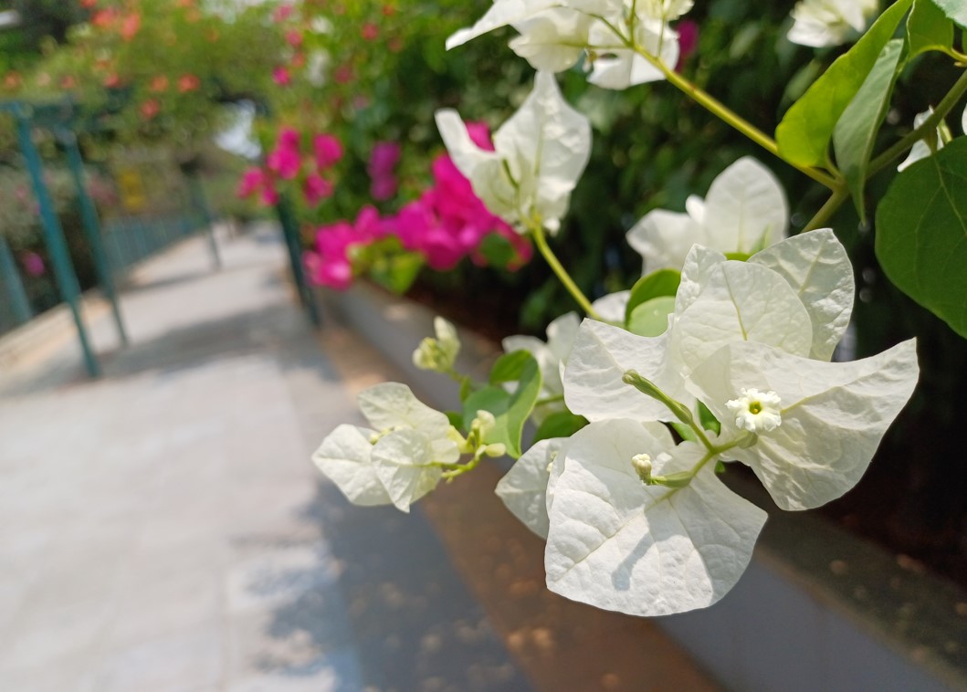 Samsung Galaxy A34 camera sample. Credit: DH Photo/KVN Rohit
