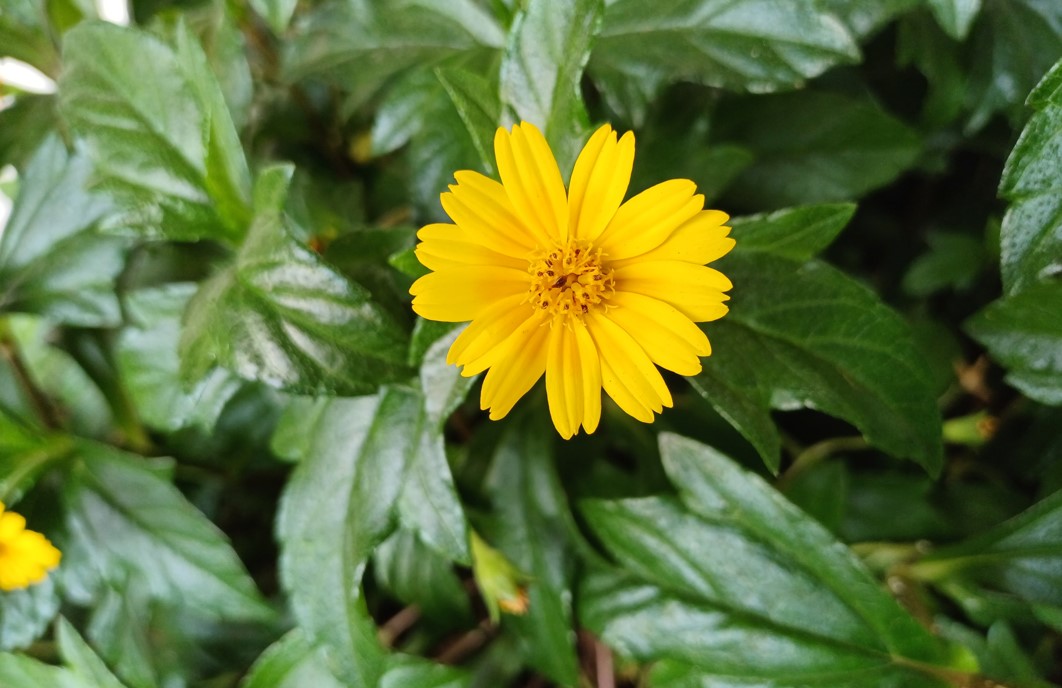 Samsung Galaxy A34 camera sample. Credit: DH Photo/KVN Rohit