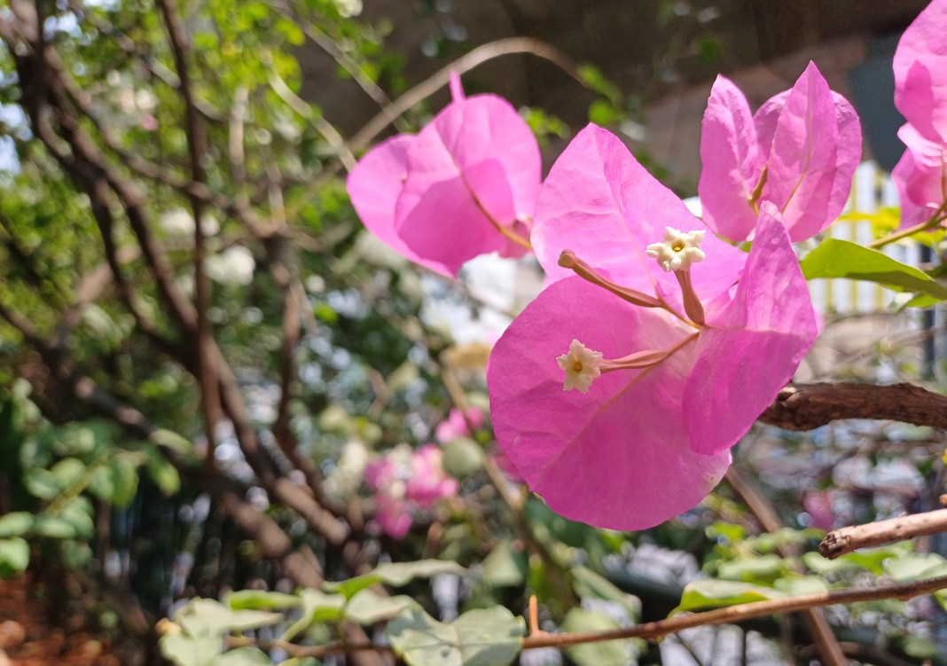 Samsung Galaxy A34 camera sample. Credit: DH Photo/KVN Rohit