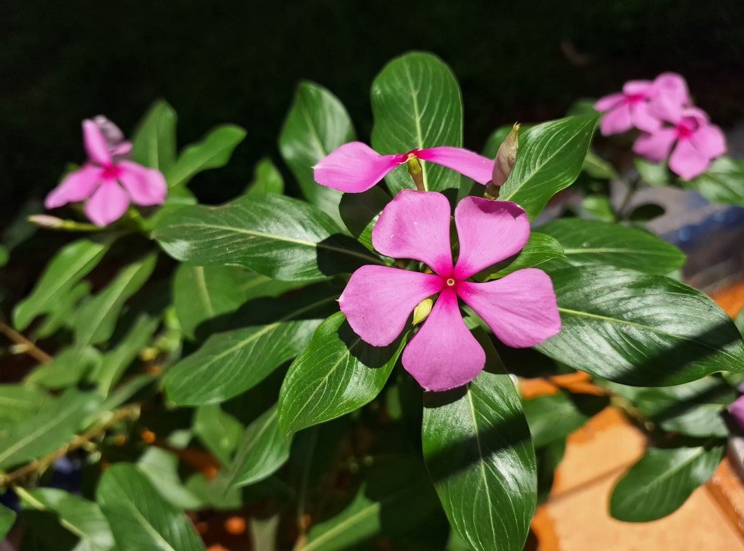 Samsung Galaxy F54 5G's camera sample. Credit: DH Photo/KVN Rohit