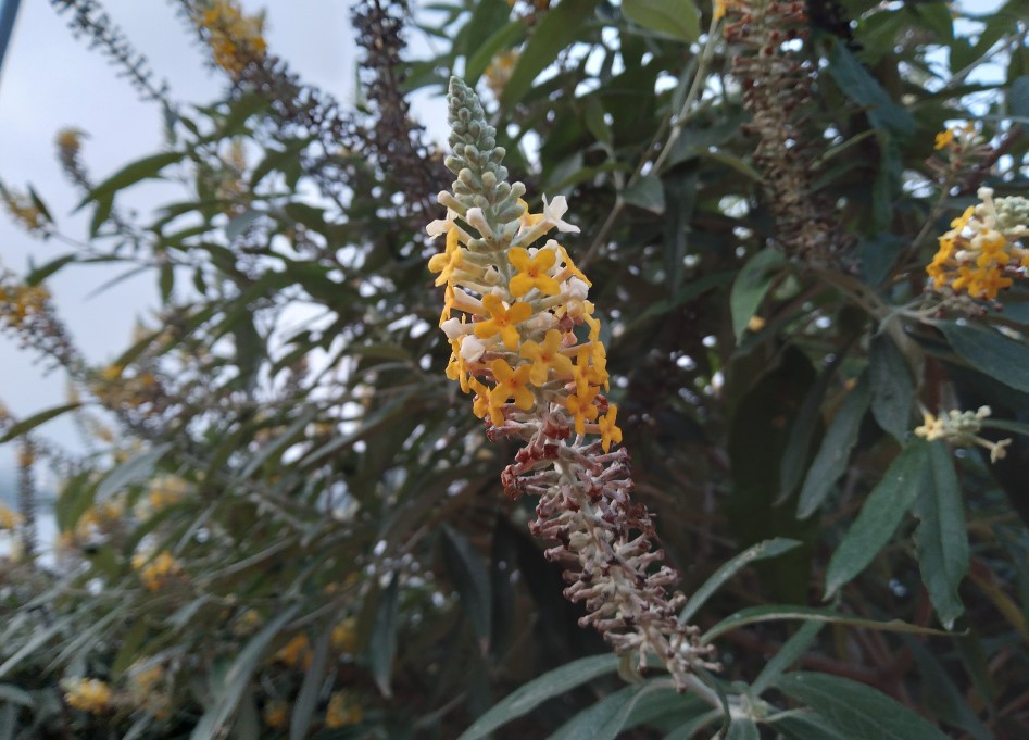 Samsung Galaxy M02s camera sample. Credit: DH Photo/KVN Rohit