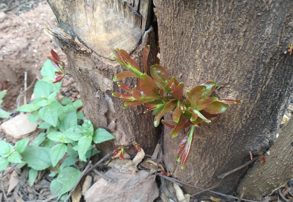 Samsung Galaxy M02s camera sample. Credit: DH Photo/KVN Rohit