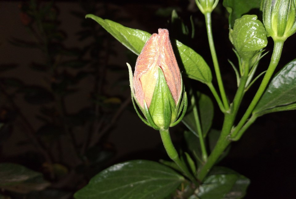 Samsung Galaxy M02s camera sample captured in the night with LED flash on. Credit: DH Photo/KVN Rohit